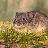 bank-vole-looking-in-natural-environment-2