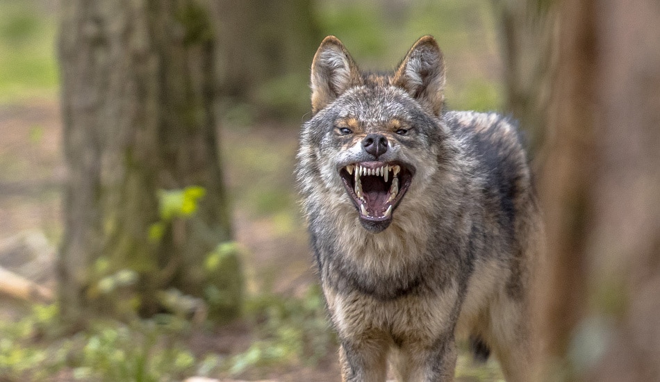 Evropský soud připustil odstřel vlků