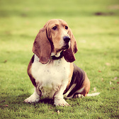 basset-hound-done-with-a-instagram-filter-2