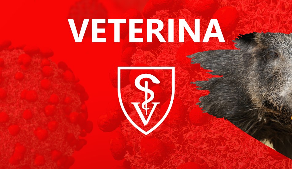 Koronavirus - veterina