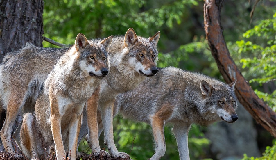 Myslivci a chovatelé odmítají Program péče o vlka