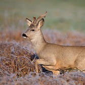 srnec_168