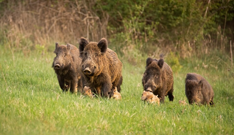 Přednášky na téma: Boj s africkým morem prasat