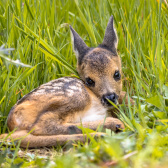 baby-roe-deer-2