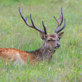 sika deer in the grass. Parc de Merlet, France