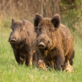 group-of-wild-boars-sus-scrofa-running-in-spring-n-z4vafpj-scaled