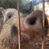 sus_scrofa_shal-2