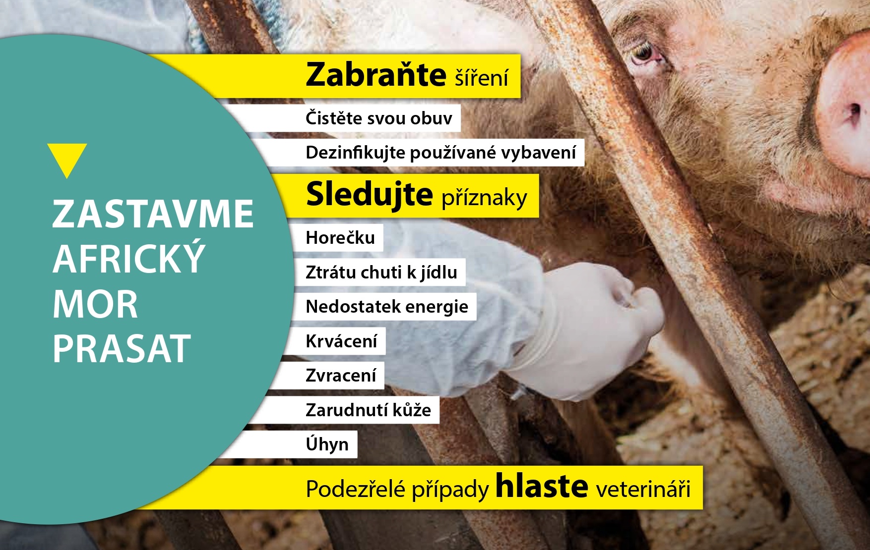 EFSA prodlužuje kampaň proti africkému moru prasat