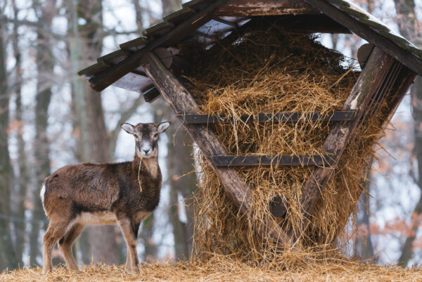Mouflon eating from the animal feeder in winter forest