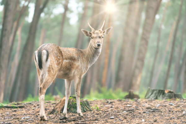 Shallow focus shot of a beautiful young male fallow deer standing in a meadow