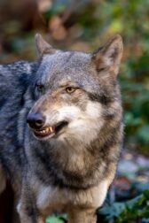 Vertical shot of an angry wolf against blur background