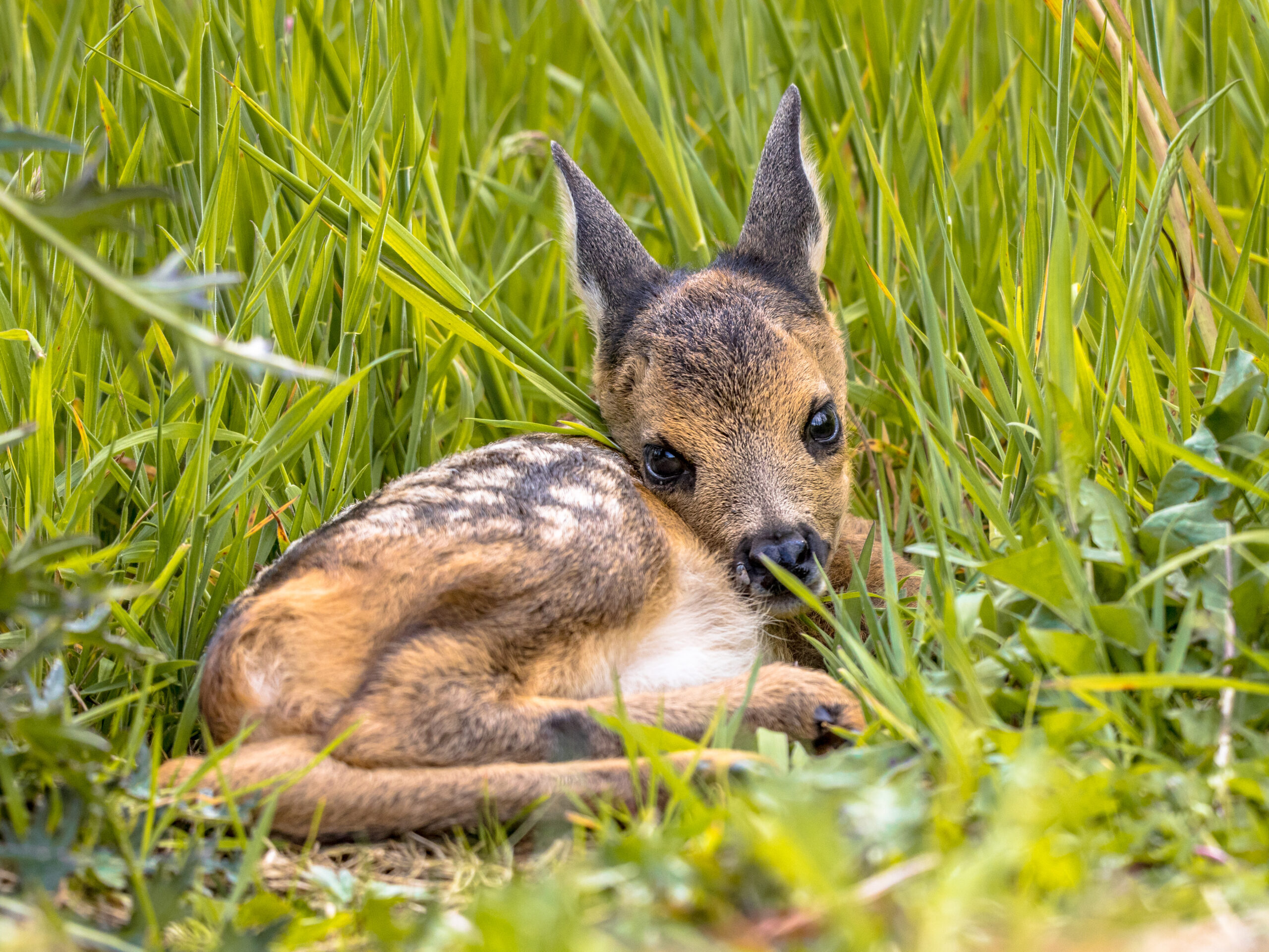 Baby roe deer