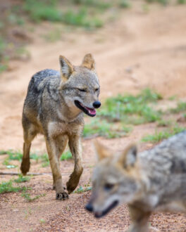 Pair of Sri Lankan jackals walk in search of prey in Yala national park.