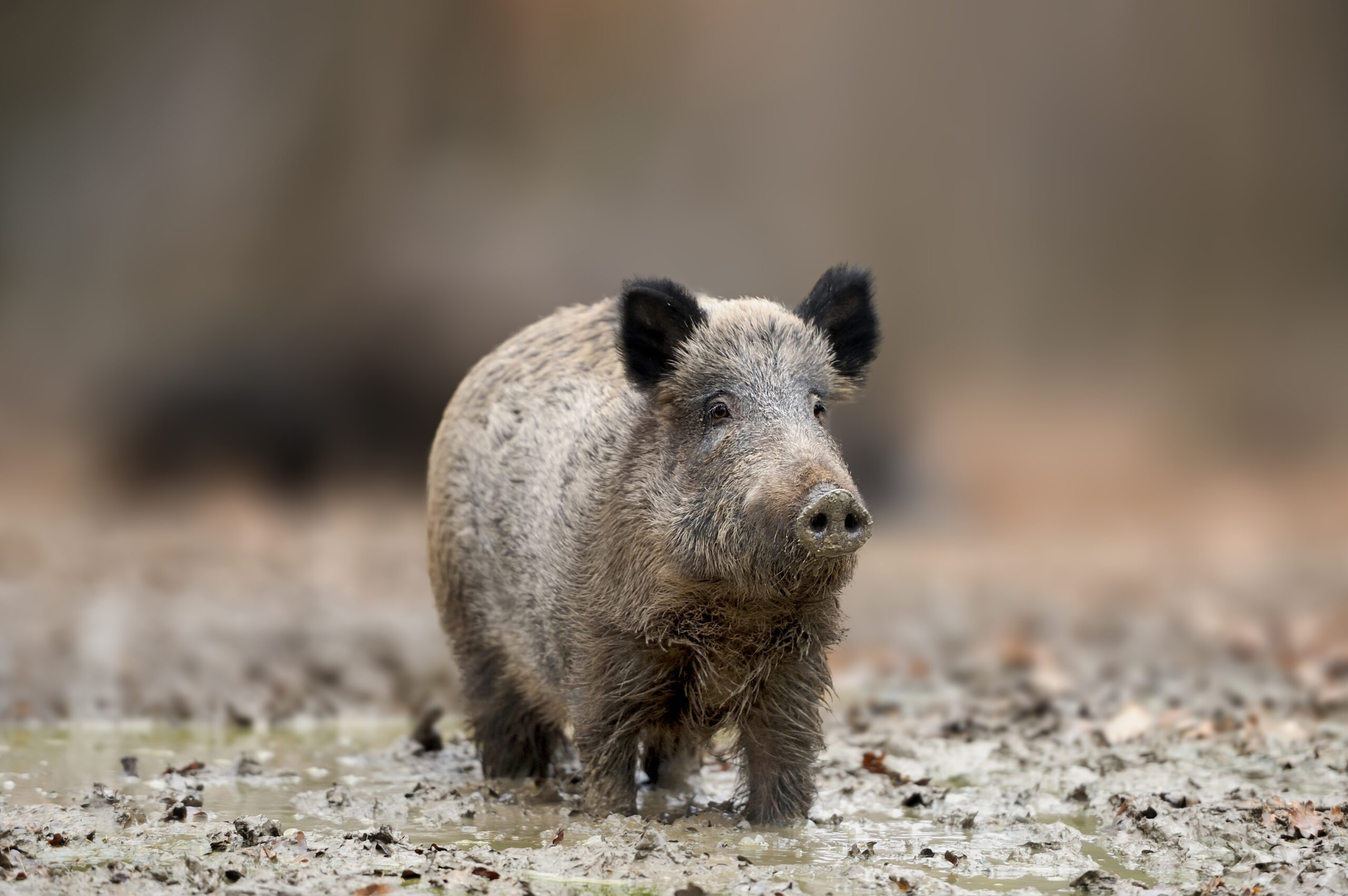 Nově vydané mimořádné veterinární opatření k AMP