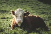 Closeup of a cow lying in a grassy field in sunlight