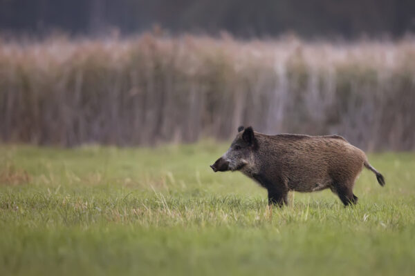 wild-boar-in-a-clearing-2024-12-13-16-35-38-utc