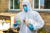 A veterinarian analyzes a chicken. Selective focus.