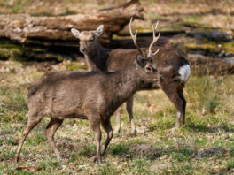 Sika deer (Cervus nippon)