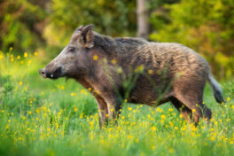 Wild boar standing on wildflowers in spring from side