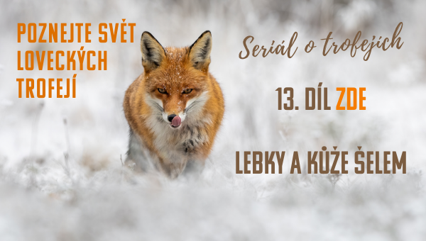 Custom dimensions 600x340 px (2)