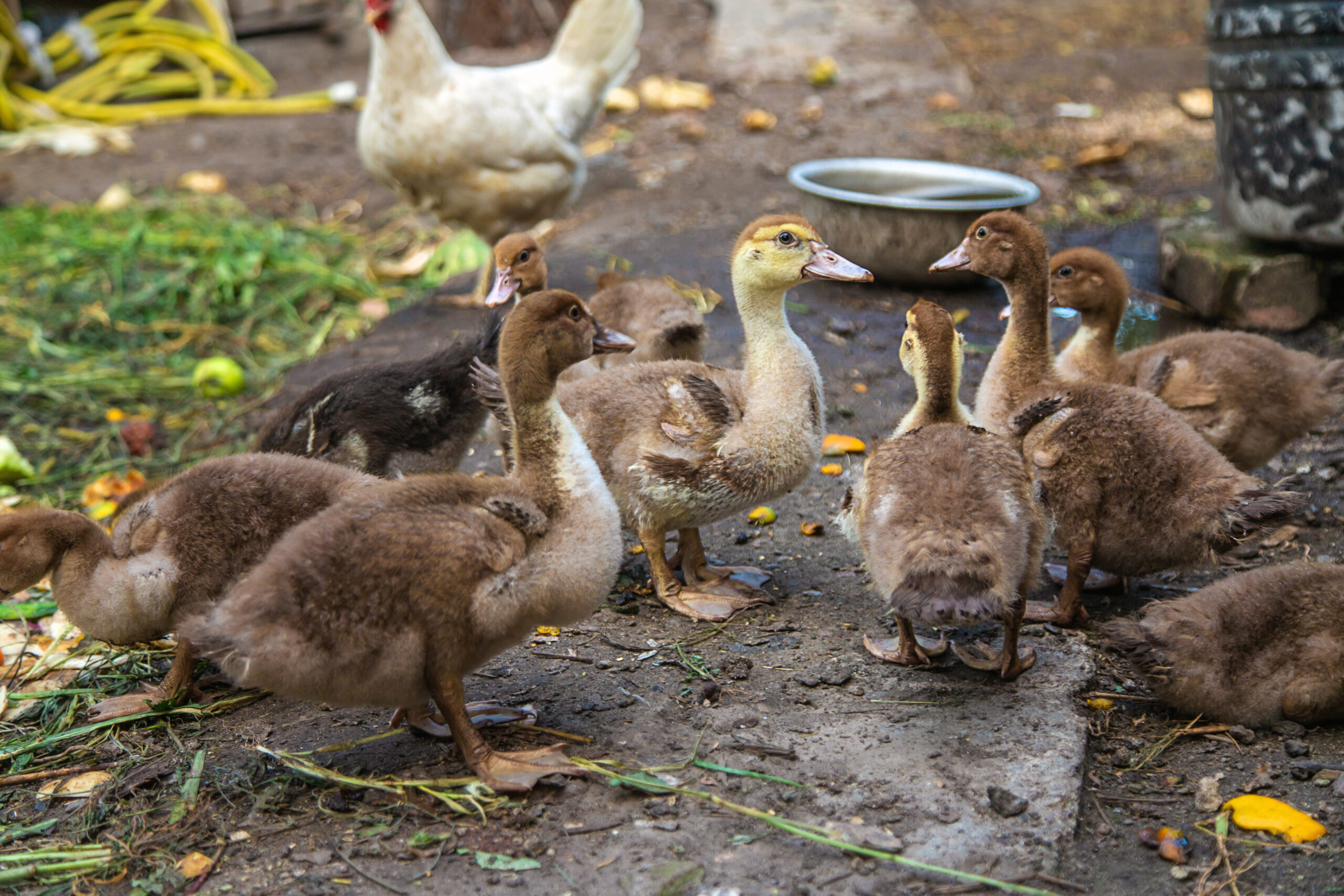 Ptačí chřipka v ČR