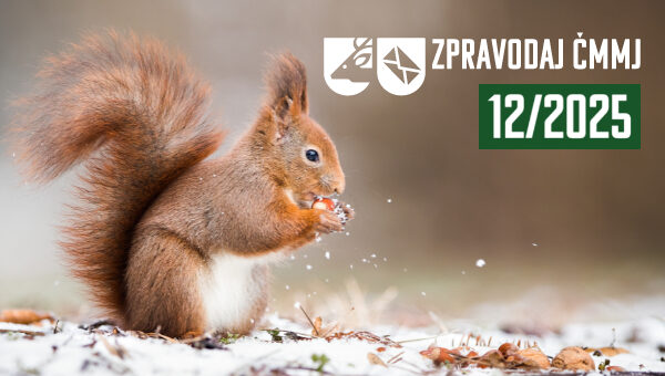 Custom dimensions 600x340 px (27)