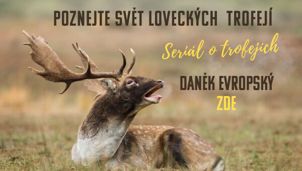 Custom dimensions 600x340 px (28)