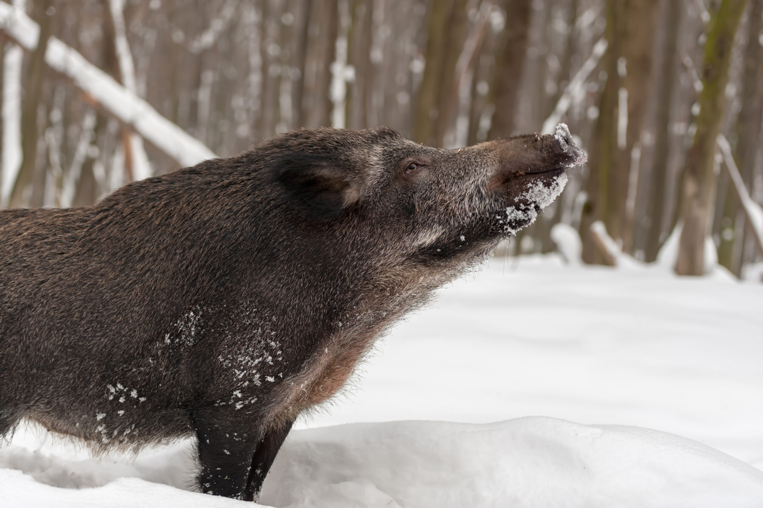 Česká republika je oficiálně zemí bez Afrického moru prasat