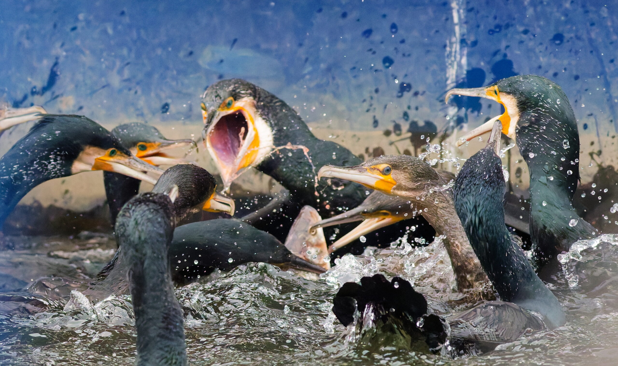 TZ: České rybářsví pod tlakem – predátoři a&nbsp;legislativa EU ohrožují biodiverzitu