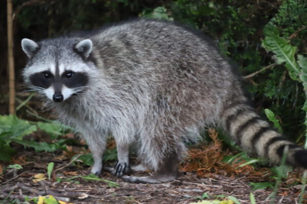 raccoon-visiting-the-backyard-2026-01-06-09-52-44-utc