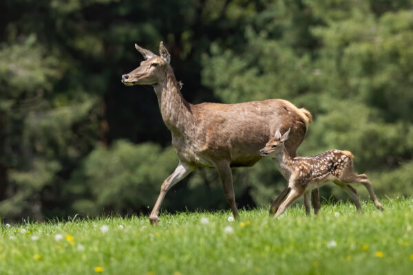 Family of red deer moving on meadow in springtime.