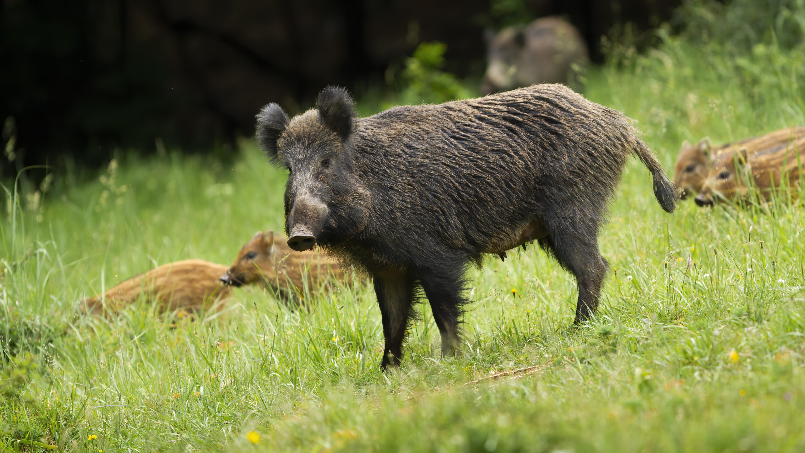Aktuální situace AMP na Slovensku a&nbsp;v&nbsp;Německu