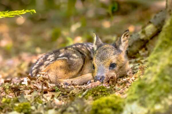 Adorable roe deer fawn in forest