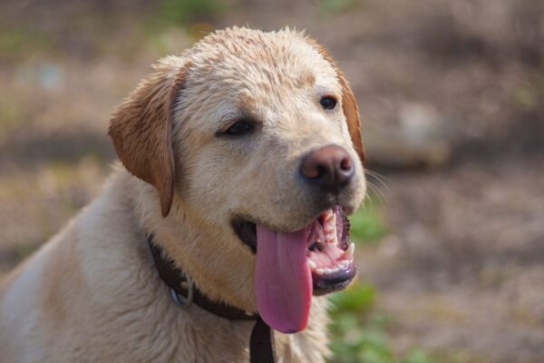 happy-labrador-retriever-close-up-with-tongue-out-2026-03-20-00-51-46-utc