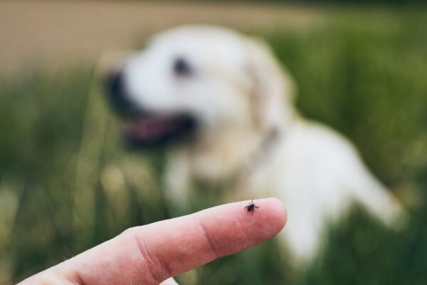 Tick on human finger against dog