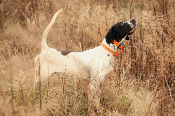 english-pointer-in-tall-brush