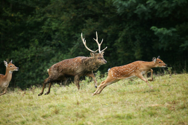 cerf-sika-cervus-nippon