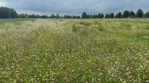 Krmný biopás – Albrechtice, okr. Karviná