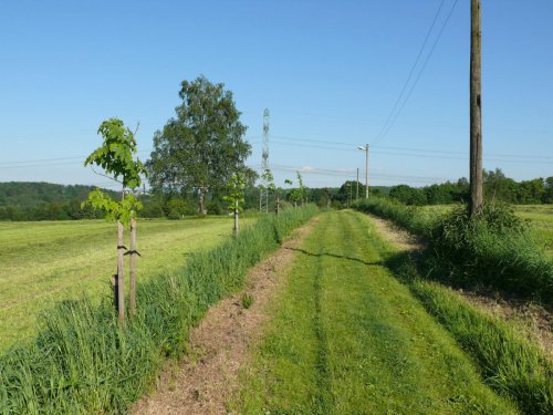 Alej medonosných dřevin – Albrechtice, okr. Karviná