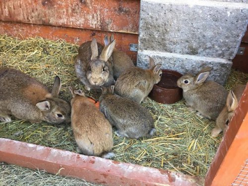 Odchov králíků divokých – MS Ivančice