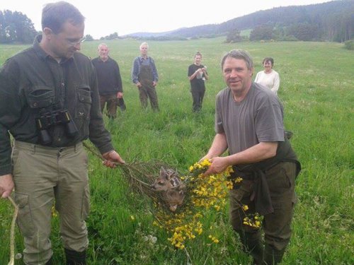 Záchrana srnčat před senosečí – MS Obory-Luhy