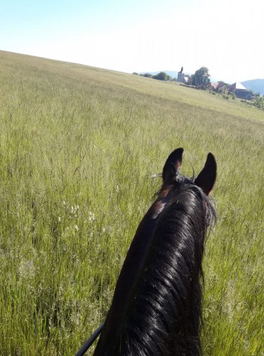 Záchrana srnčat před senosečí – Štěpánovice, okr. Klatovy, MS Hájek