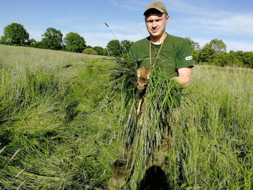 Záchrana srnčat před senosečí